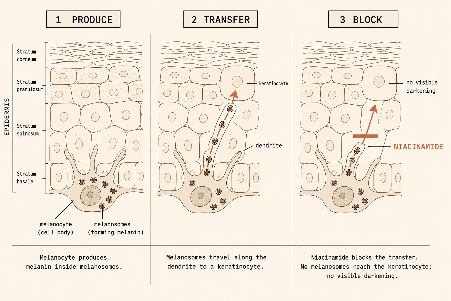 Diagram showing the melanin transfer process and where niacinamide blocks it at the melanosome stage