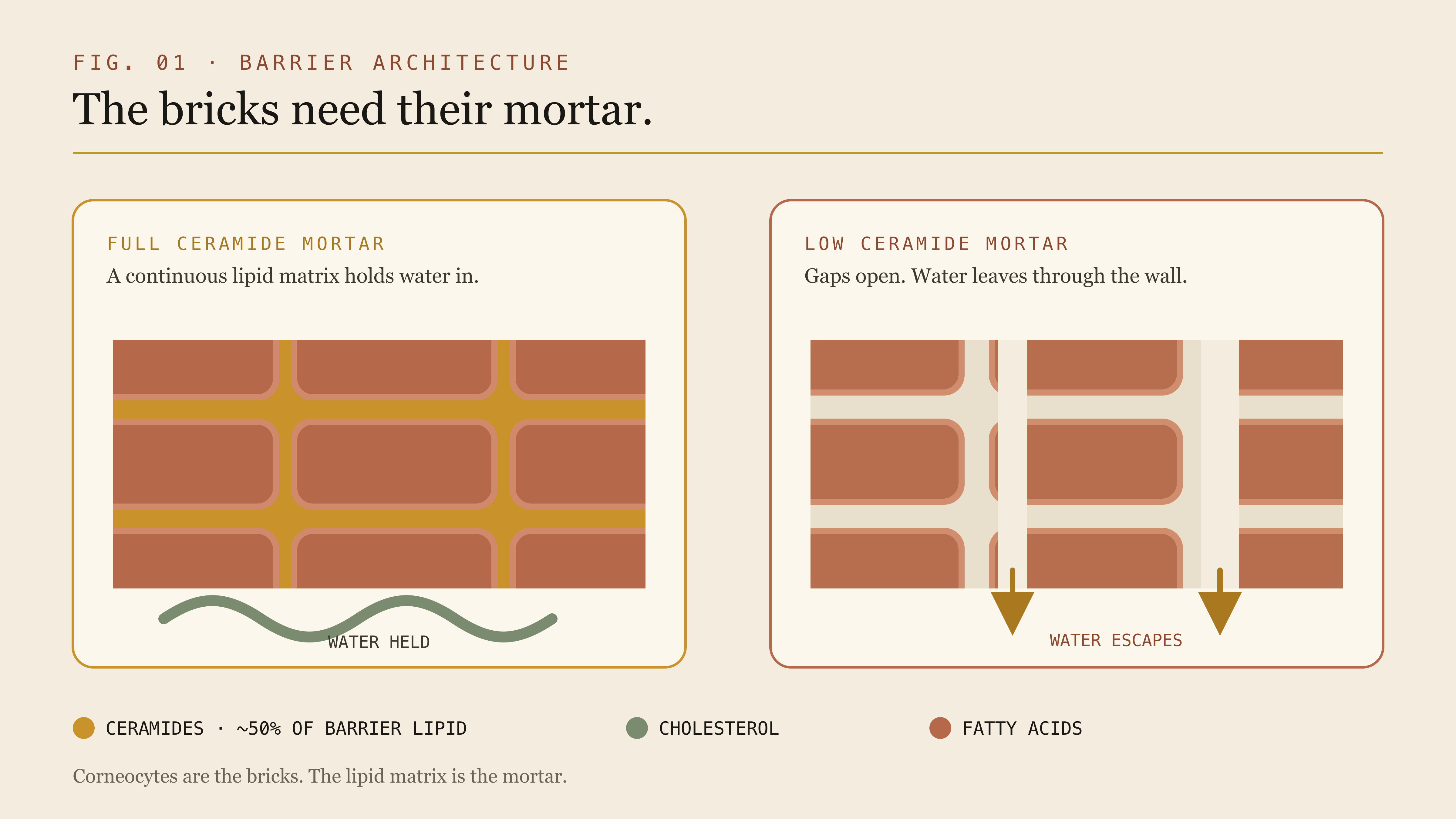A brick-and-mortar diagram of the skin barrier showing full versus depleted ceramide mortar.