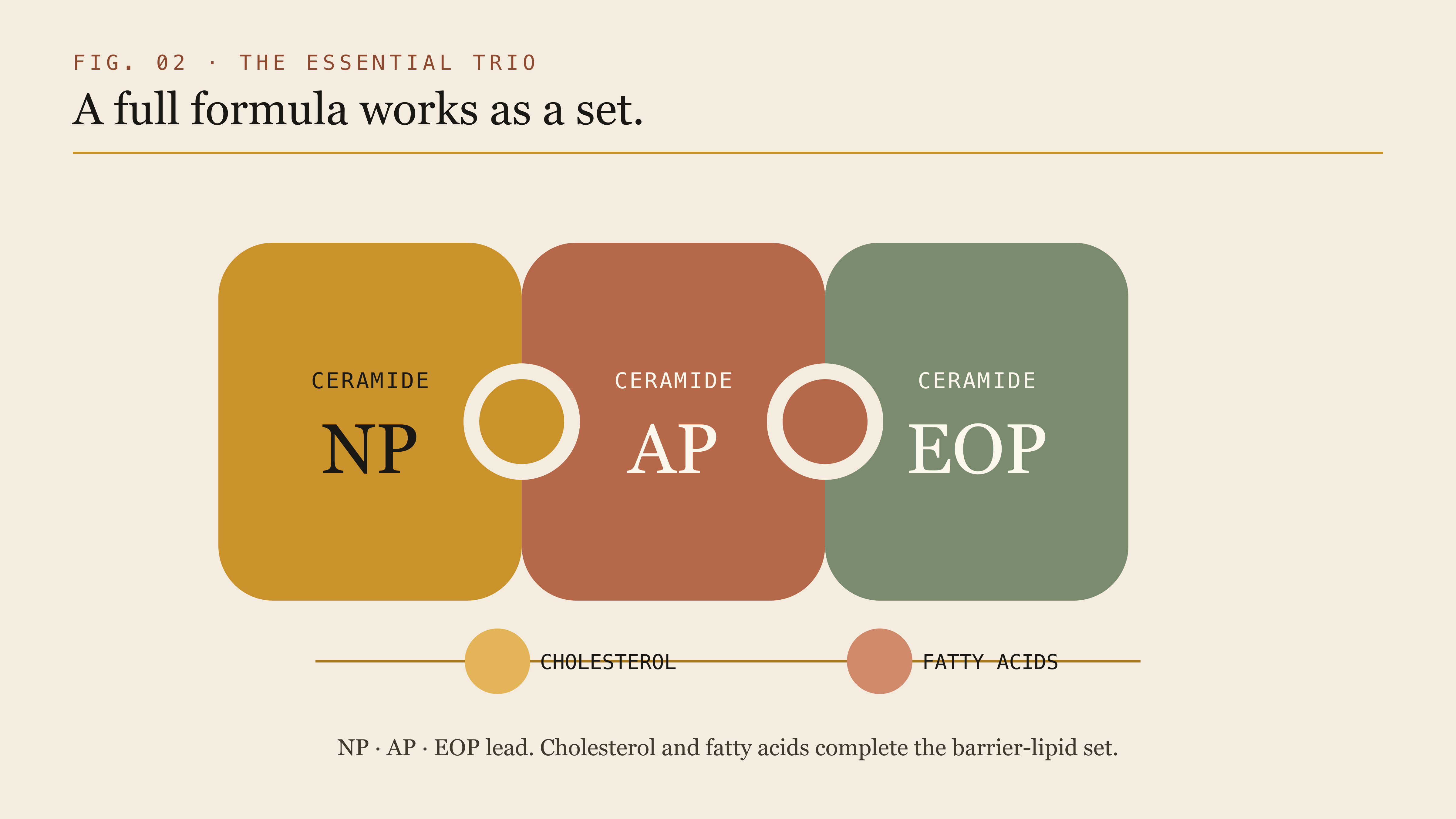 A diagram of the three key ceramides fitting together with cholesterol and fatty acids.